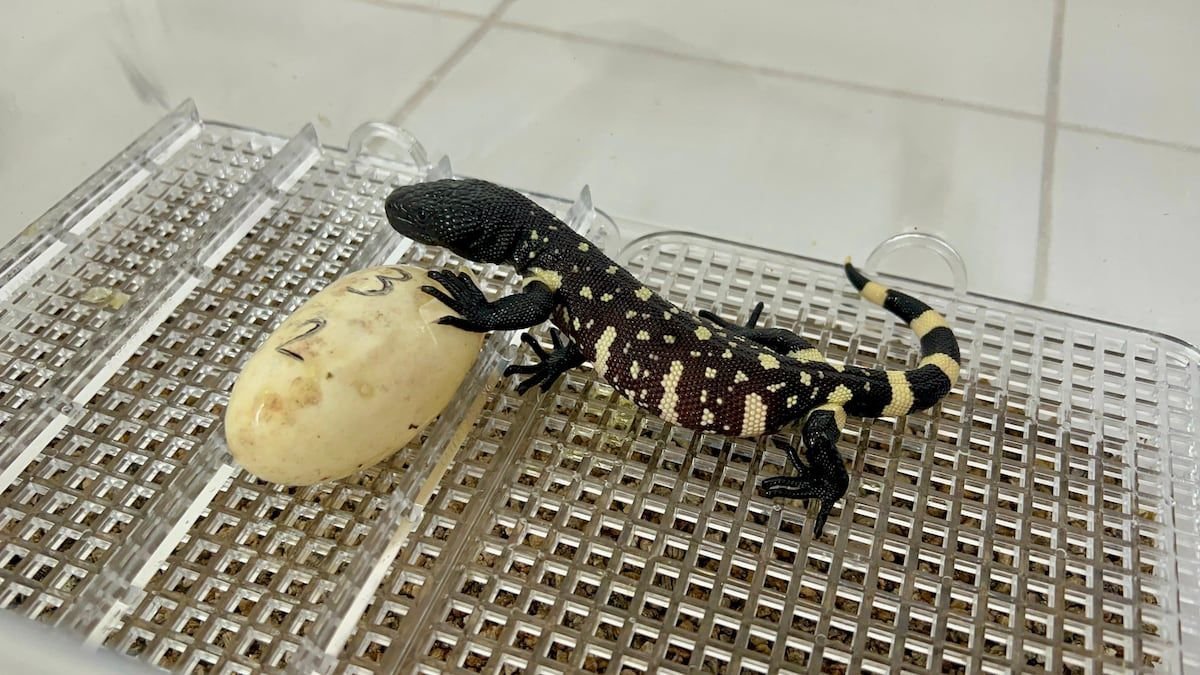 Tres pequeños lagartos escorpión nacieron bajo cuidado profesional en Guatemala.jpg